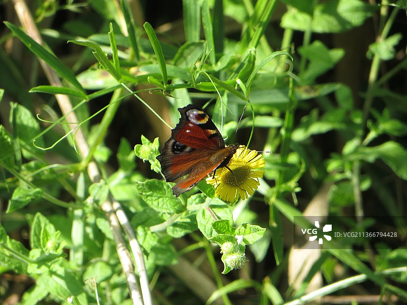 蝴蝶在花上授粉的特写图片素材