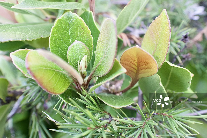 开花植物叶子特写图片素材