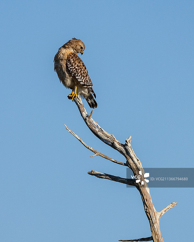 红风筝栖息在美国奥兰多湿地公园树枝上的低角度视图图片素材