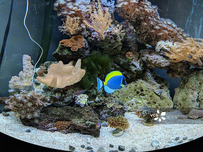 美国海中游动的热带海水小丑鱼特写图片素材