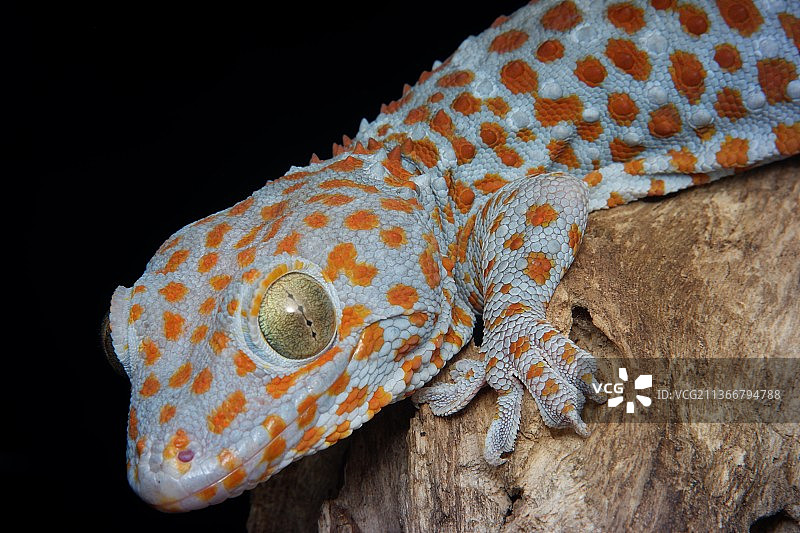 壁虎特写图片素材