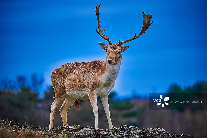 英国莱斯特：岩石上的黇鹿画像图片素材