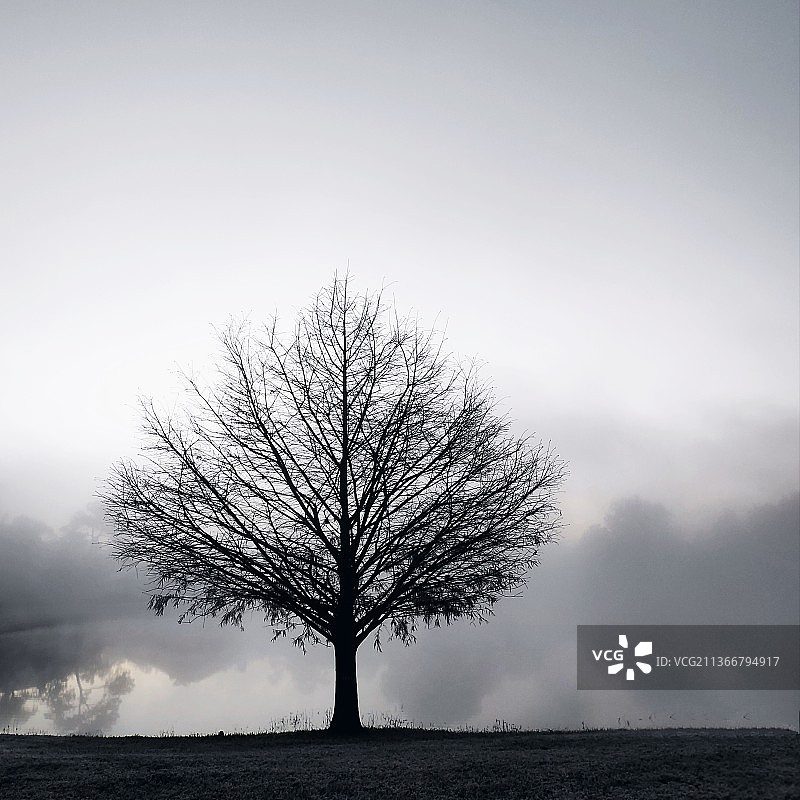 初霜：光秃秃的树在田野上，以天空为背景的轮廓图片素材