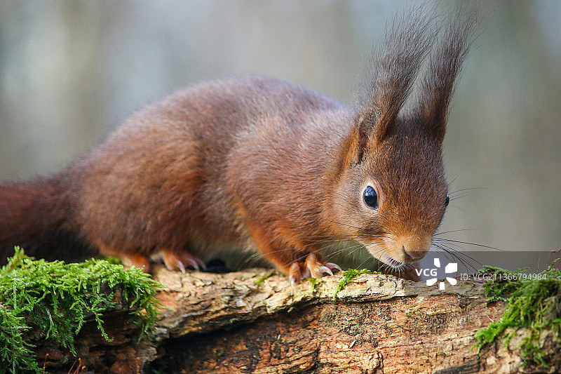 红松鼠木头特写图片素材