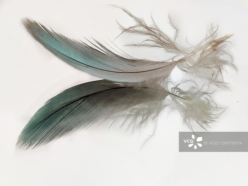 白色背景上的羽毛特写图片素材