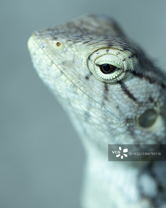 东方园蜥蜴特写，印度图片素材