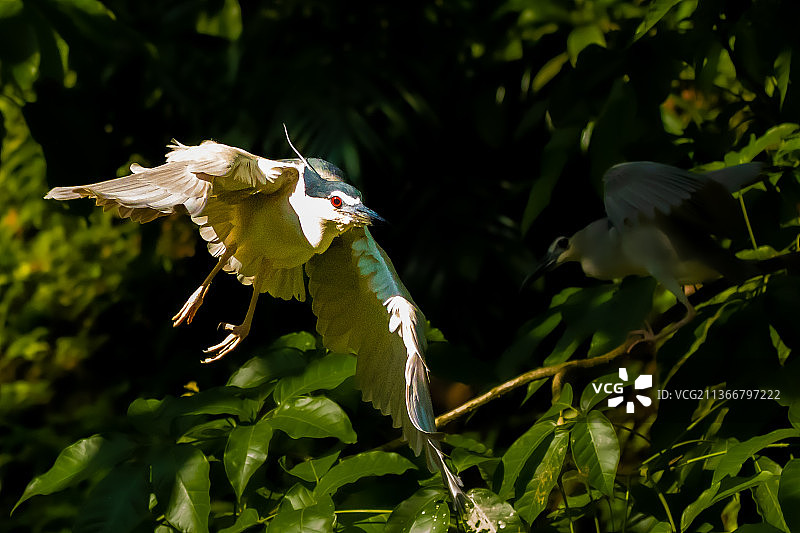 黑冠夜鹭飞行特写，苍鹭栖息在树枝上图片素材