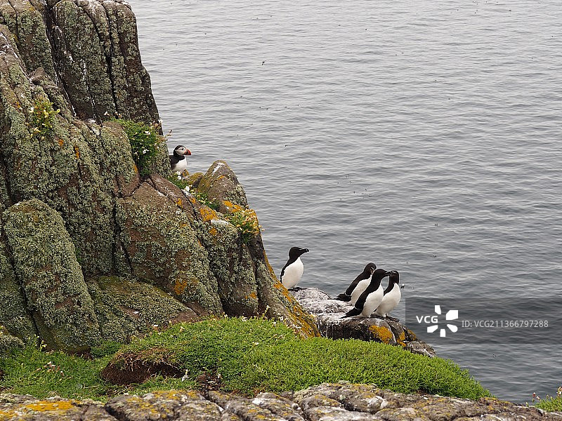 鸟瞰栖息在岩石上的鸟类，英国图片素材