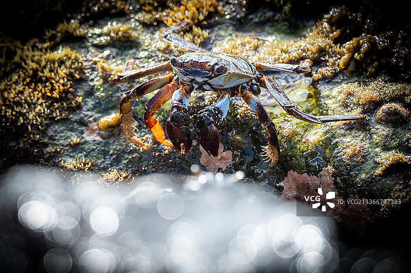 螃蟹，马提尼克岛岩石上的螃蟹特写图片素材