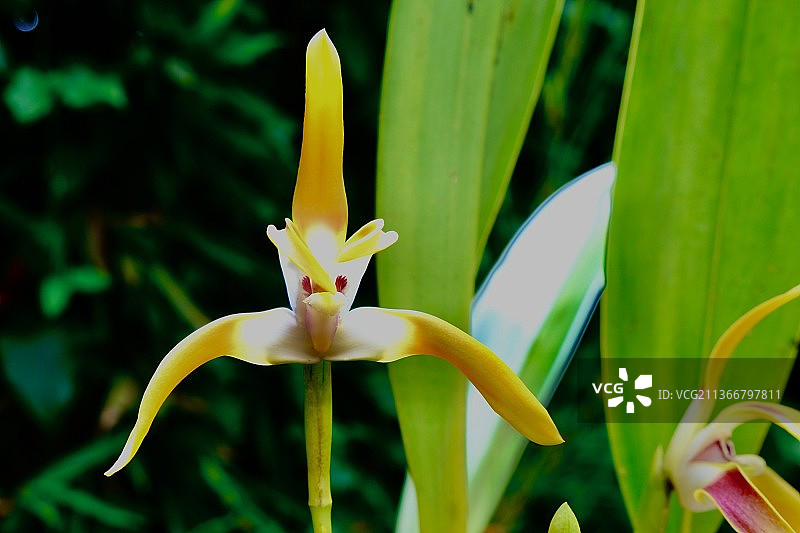 黄色花朵，哥伦比亚黄色开花植物特写图片素材