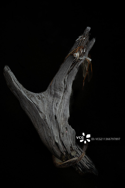 来自海洋：美国佛罗里达州迈阿密，黑色背景下的枯树特写图片素材
