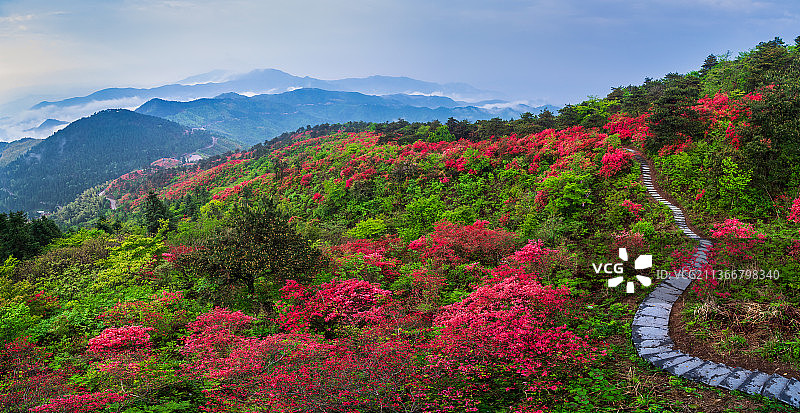 磐安高姥山风景区春季杜鹃花花海自然风光全景图片素材