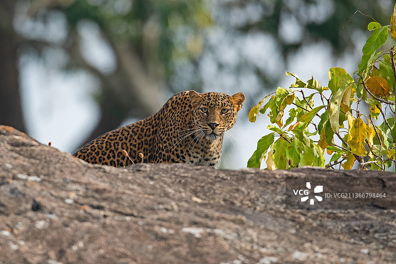印度卡纳塔克邦班迪布尔树上的雌性豹，低角度拍摄图片素材