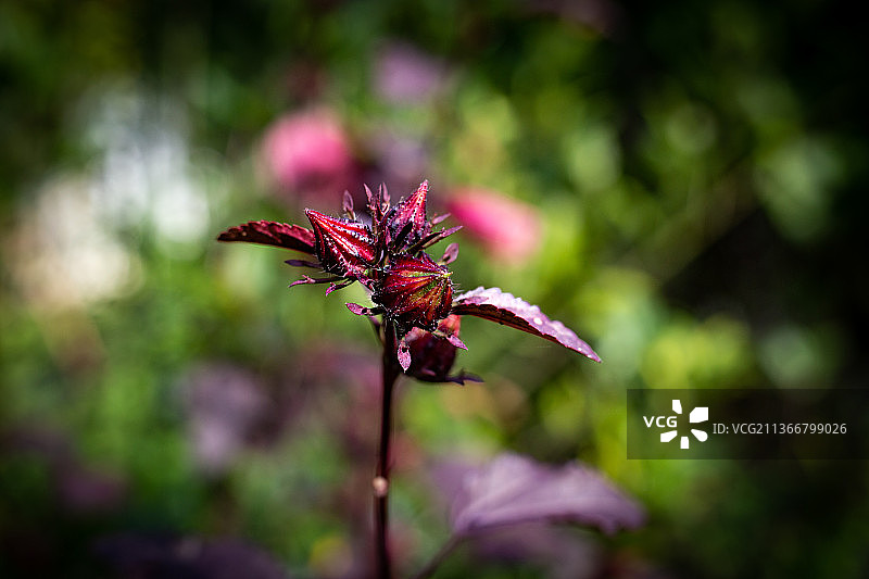 紫色植物粉色花卉特写图片素材