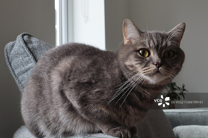 周末心情：猫咪居家特写图片素材