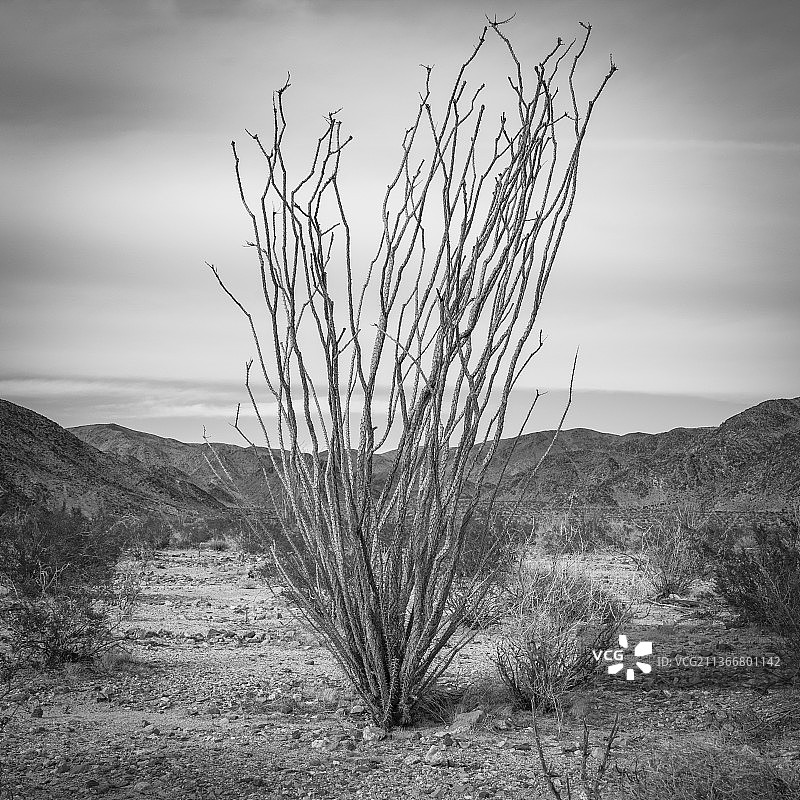 约书亚树国家公园的奥科蒂洛区，美国加利福尼亚州图片素材