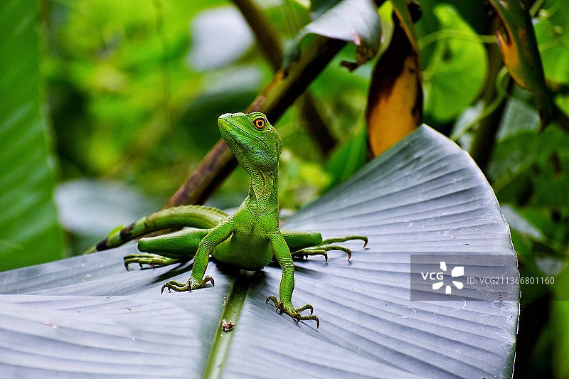 哥斯达黎加绿鬣蜥特写图片素材
