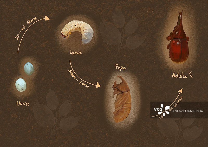 姬兜虫的生长过程图片素材