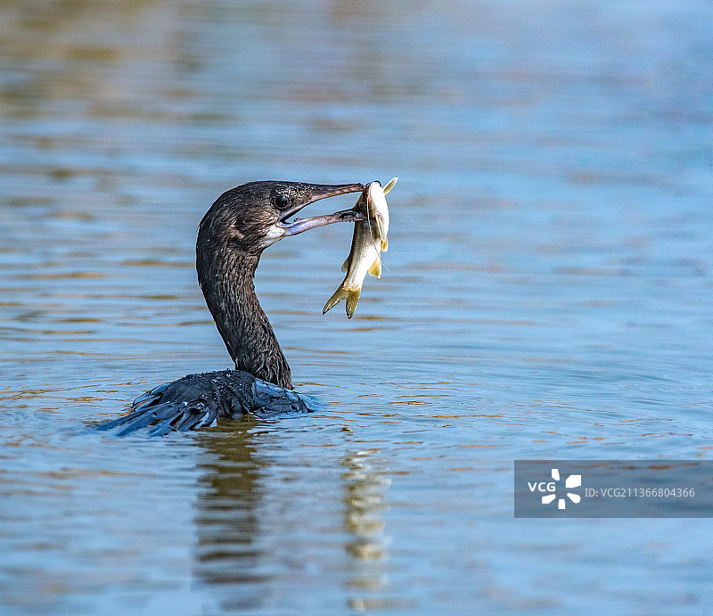 小鸬鹚与鱼，湖中游泳鸬鹚的特写图片素材