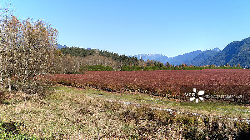 加拿大不列颠哥伦比亚省早春蓝莓农场图片素材