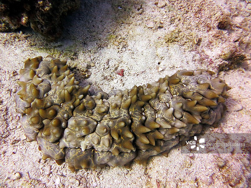 红海珊瑚与鱼类，海滩贝壳俯视图图片素材