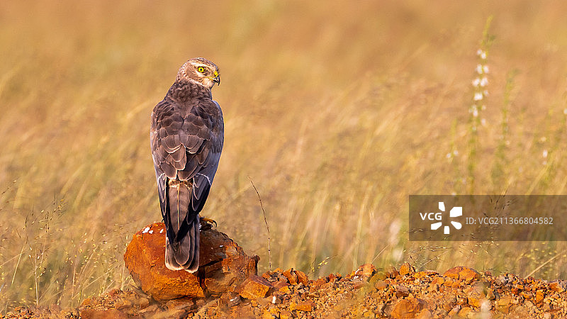 close-up图片素材