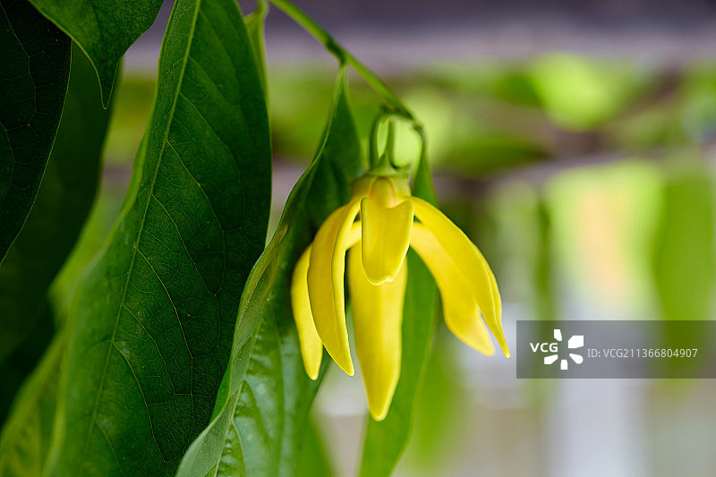 依兰花在树枝上盛开的特写，泰国曼谷黄色植物的特写图片素材
