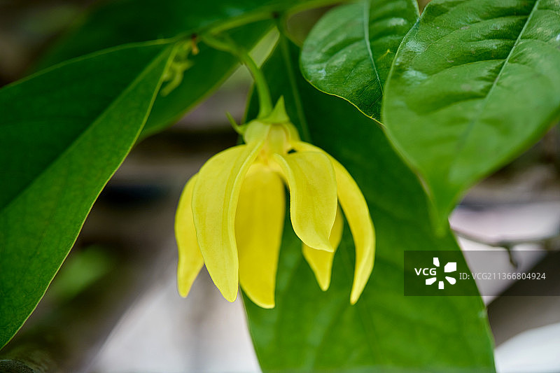 依兰花在树枝上盛开的特写，泰国曼谷黄色植物的特写图片素材