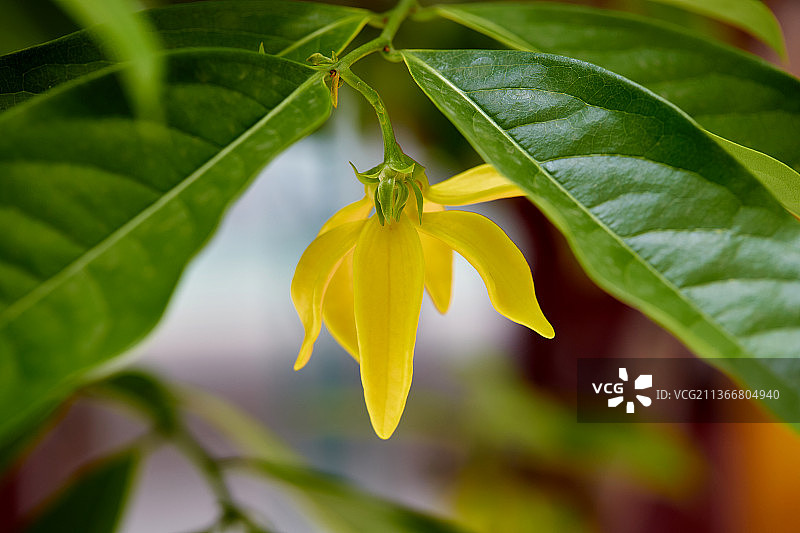 依兰花在树枝上盛开的特写，泰国曼谷黄色植物的特写图片素材