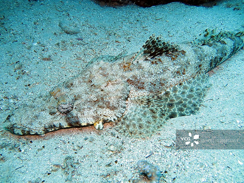 鳄鱼鱼，海中珊瑚的俯视图片素材