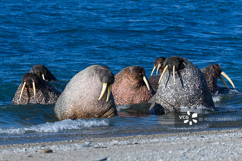 俄罗斯海岸上的海象图片素材