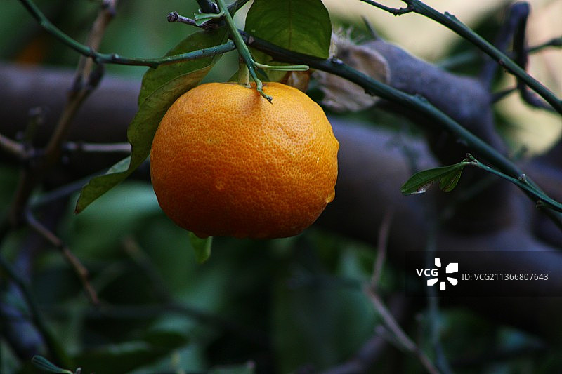 黎巴嫩树上生长的橘色水果特写图片素材