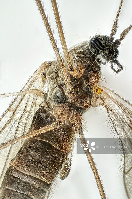 植物上昆虫的特写图片素材