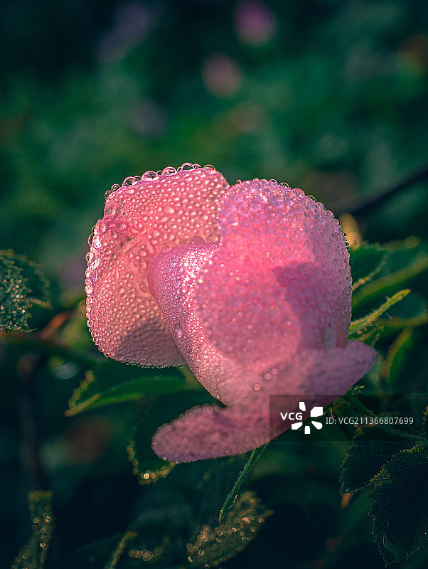 乌克兰粉色蔷薇花特写图片素材