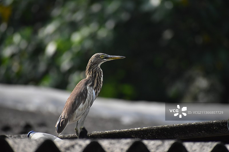 印度池鹭特写，栖息在木头上图片素材