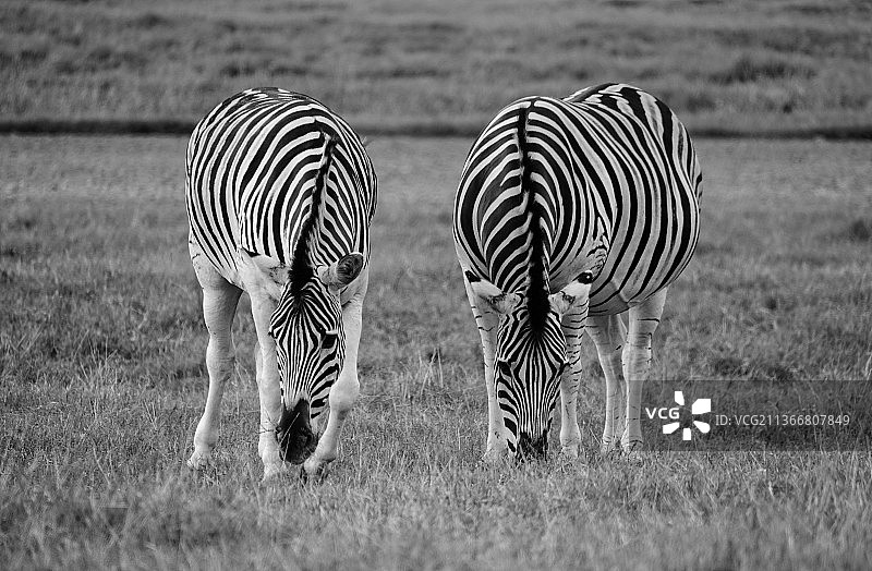 美国田纳西州阿拉莫草原上的两只斑马图片素材