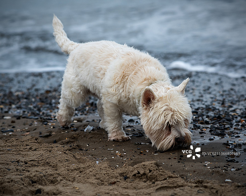 享受海的味道，爱尔兰罗斯沃尔斯图片素材