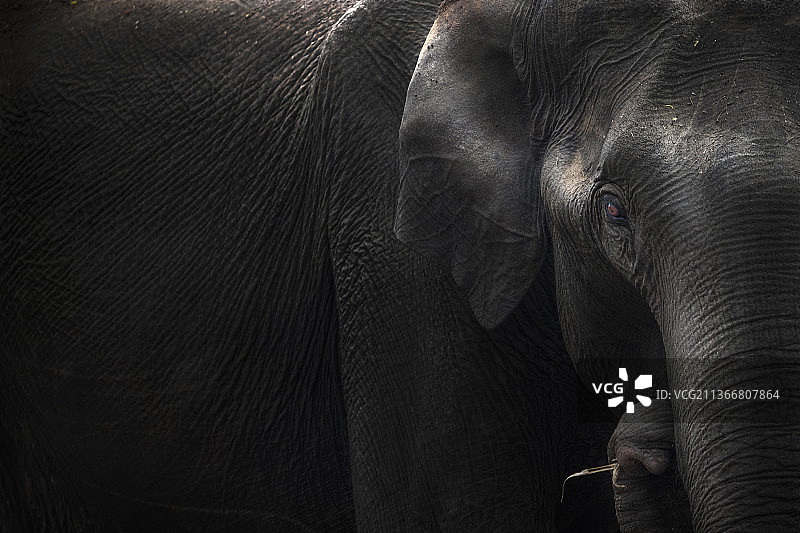 森林中的巨象：大象特写图片素材