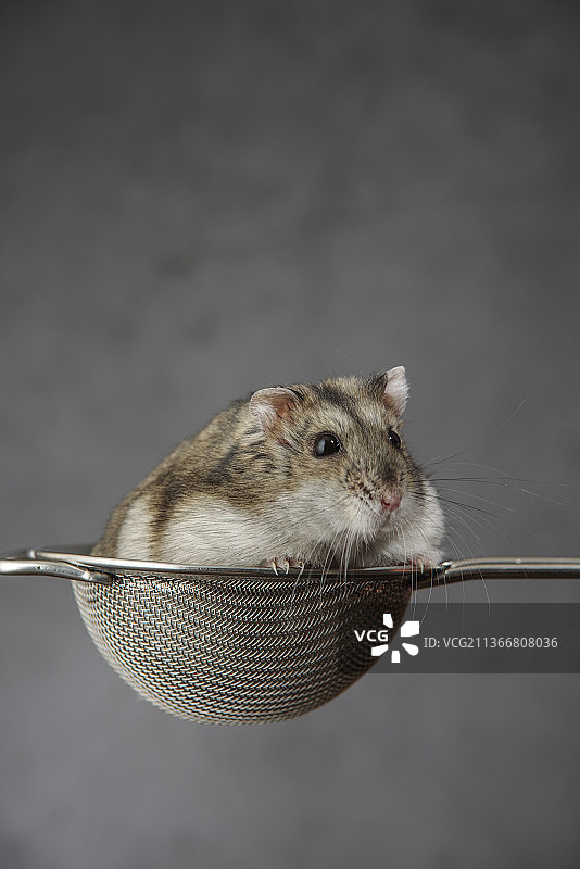 瑞典老鼠特写图片素材