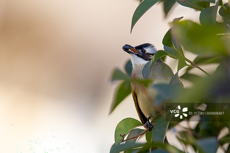 白头鹎图片素材