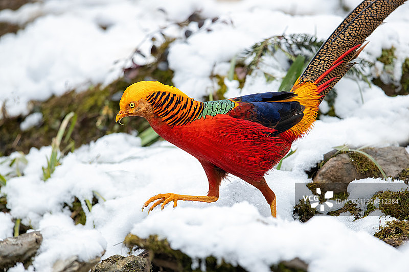 重庆南川大雪纷飞，保护动物扎堆迎新年图片素材