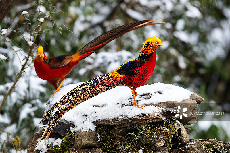 重庆南川大雪纷飞，保护动物扎堆迎新年图片素材