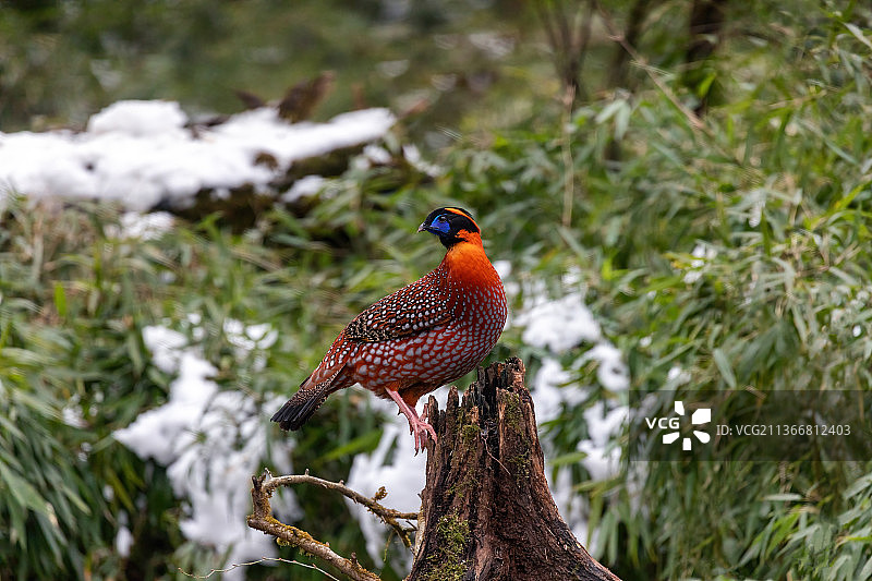 重庆南川大雪纷飞，保护动物扎堆迎新年图片素材