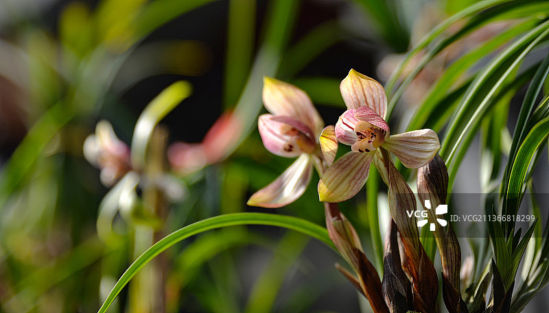 贵州省遵义市兰花市场图片素材