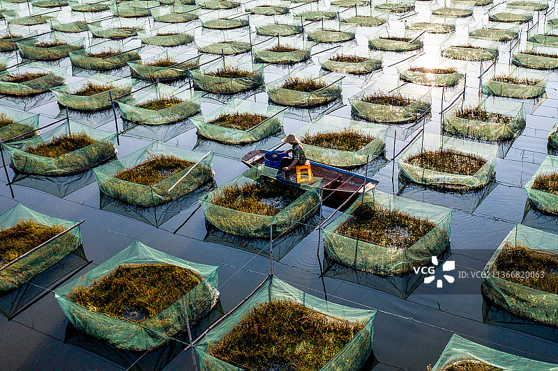 航拍广州白云区江高镇鳝鱼塘。图片素材