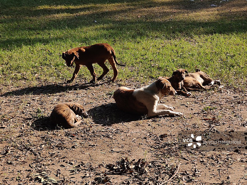 新德里的一群流浪狗图片素材