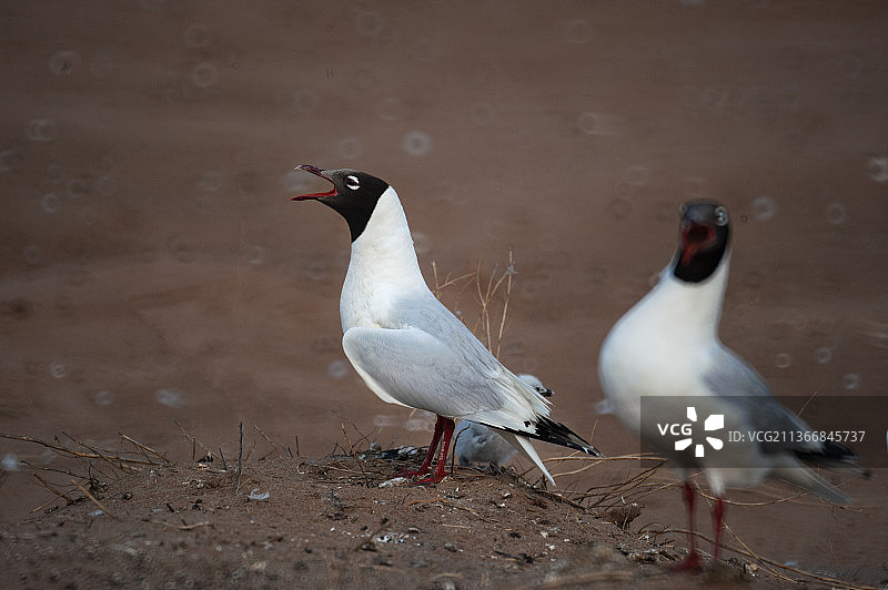 红碱淖繁殖与哺育期的遗鸥图片素材
