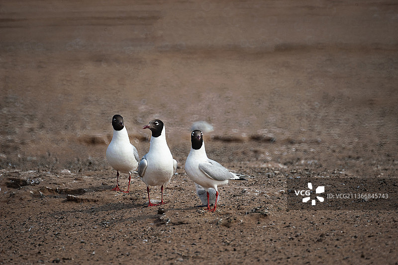 红碱淖繁殖与哺育期的遗鸥图片素材
