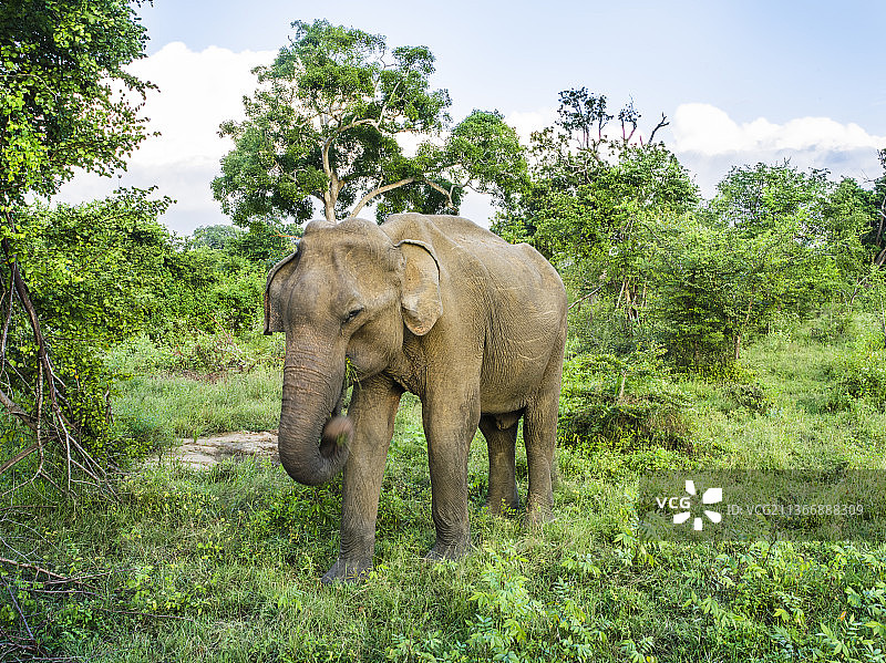 野生动物园的大象图片素材
