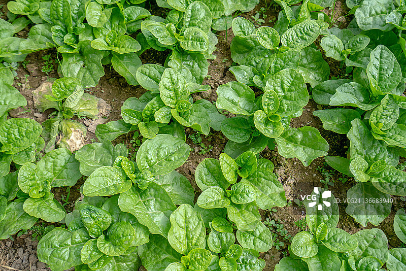菜园里种植的木耳菜图片素材